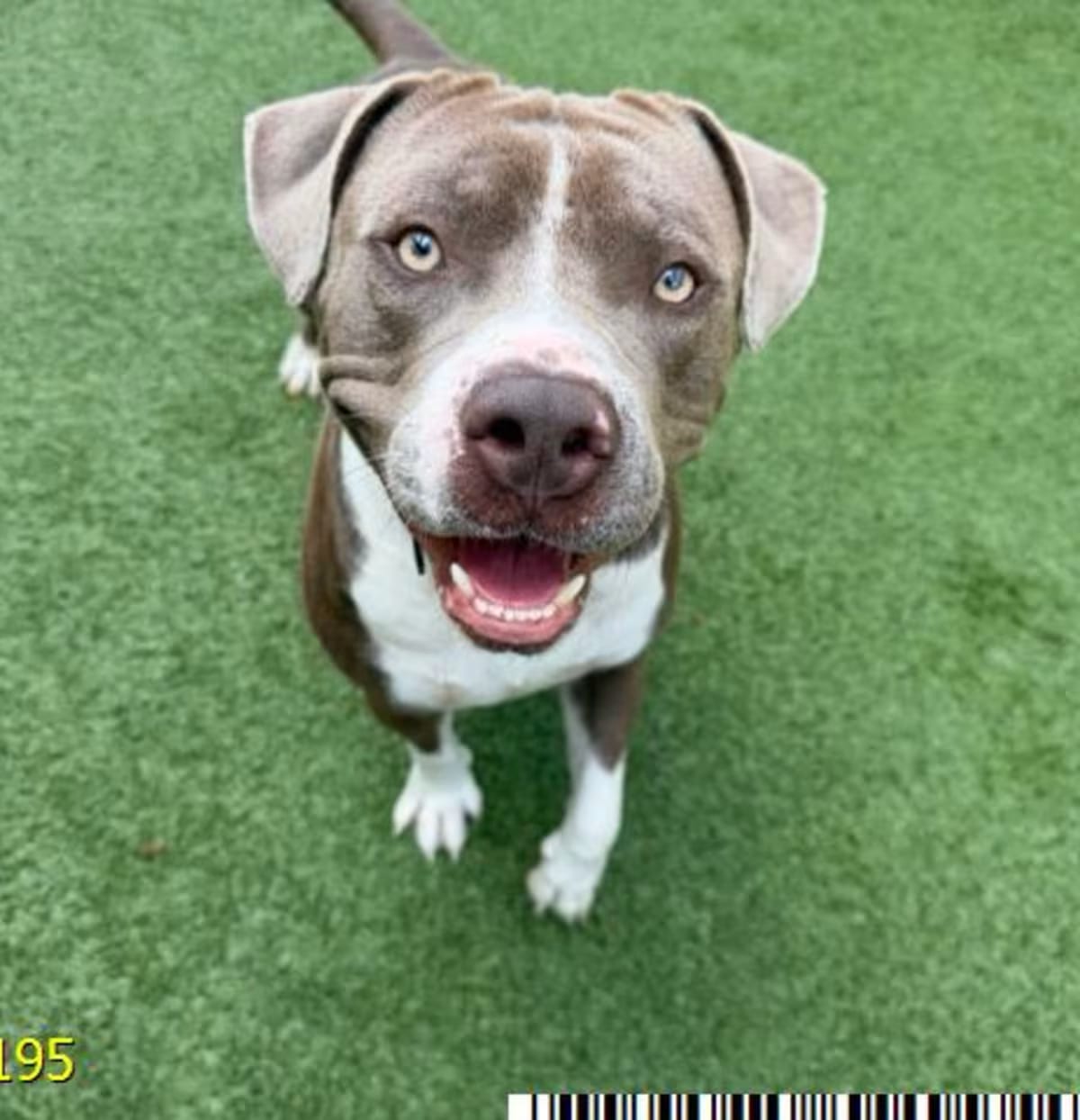 Photo of Skye, adoptable Mixed Breed (Medium) in West Palm Beach, Florida