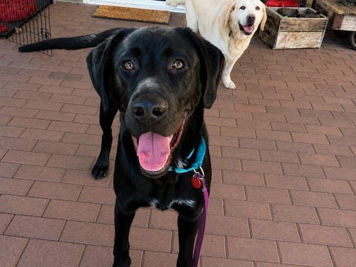 Photo of Adonis, adoptable Labrador Retriever in Clovis, California