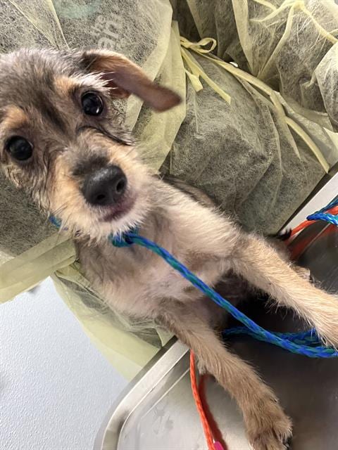 Photo of Wednesday Addams, adoptable Terrier in Las Vegas, Nevada