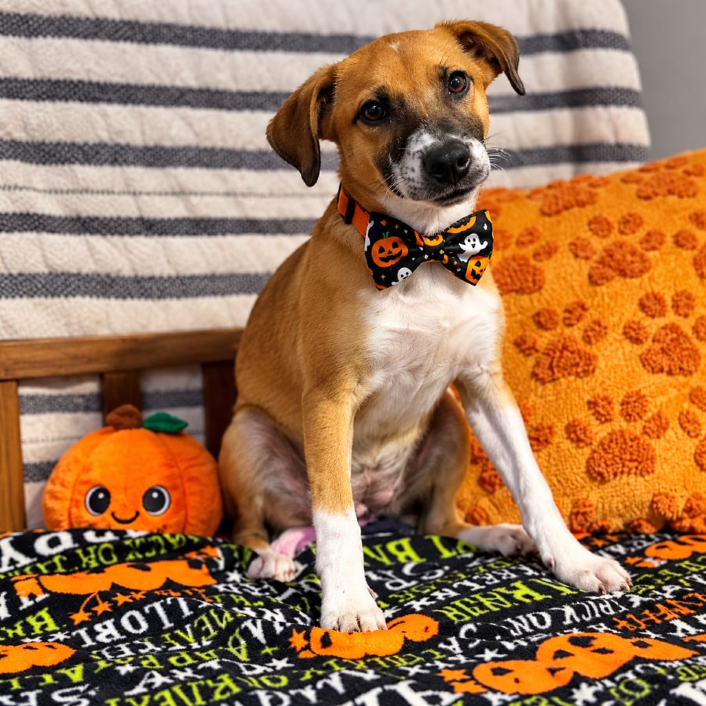 Photo of Reba, adoptable Mixed Breed (Medium) in Binghamton, New York