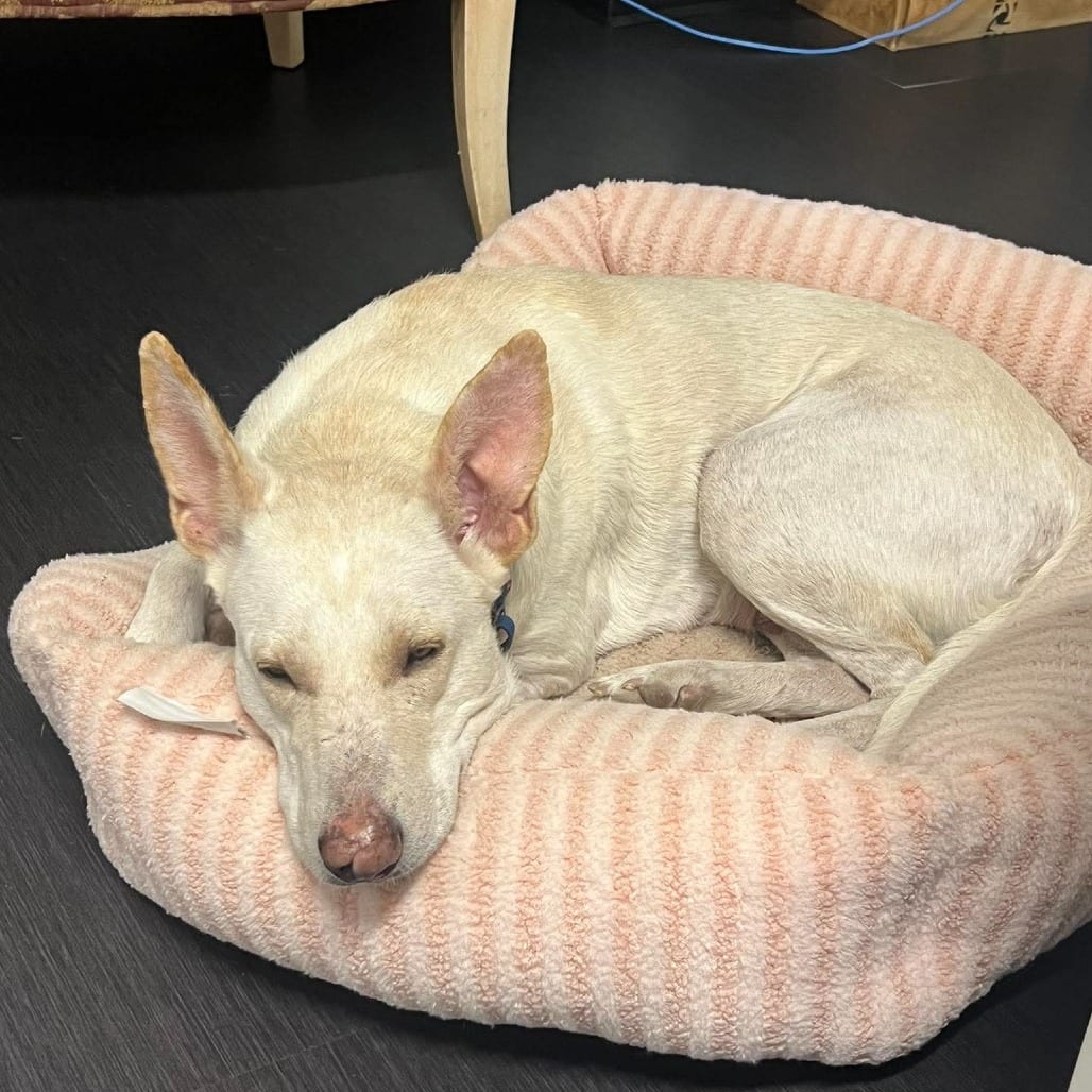 Photo of Kanga/63671, adoptable Cattle Dog, Australian (Red Heeler) / Mixed Breed (Medium) in Bend, Oregon