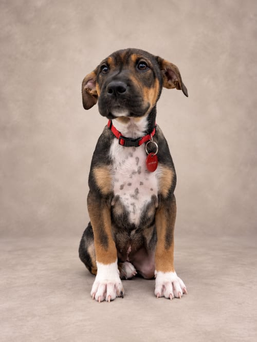 Photo of Betsy Ross, adoptable Pit Bull Terrier in Nashville, Tennessee