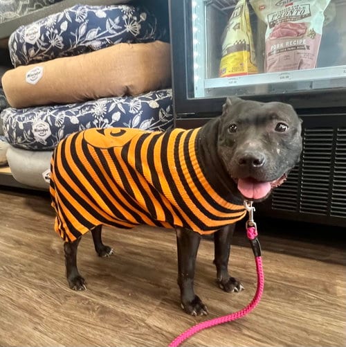 Photo of Indie, adoptable Labrador Retriever in Munford, Tennessee