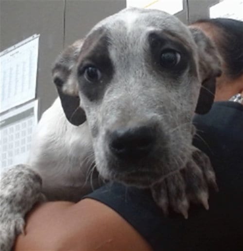 Photo of Vince, adoptable Pit Bull Terrier in San Bernardino, California