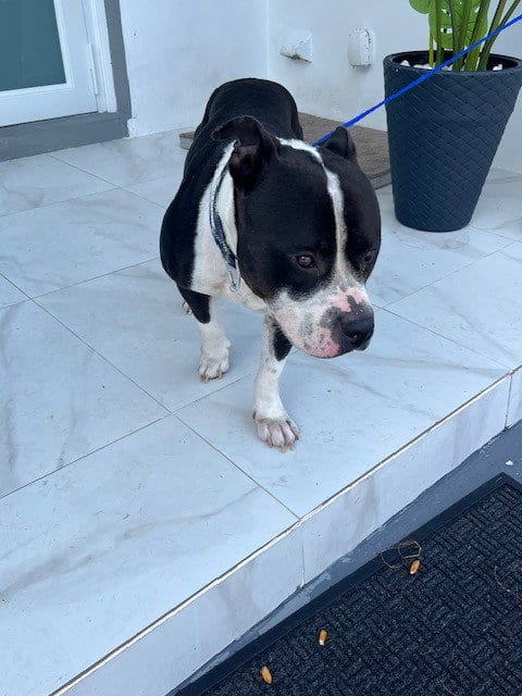 Photo of Conan, adoptable American Bulldog in Miami, Florida