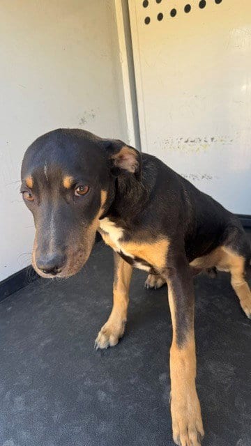 Photo of A172052, adoptable Rottweiler in Bakersfield, California
