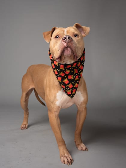 Photo of Wanda, adoptable dog in Atlanta, Georgia