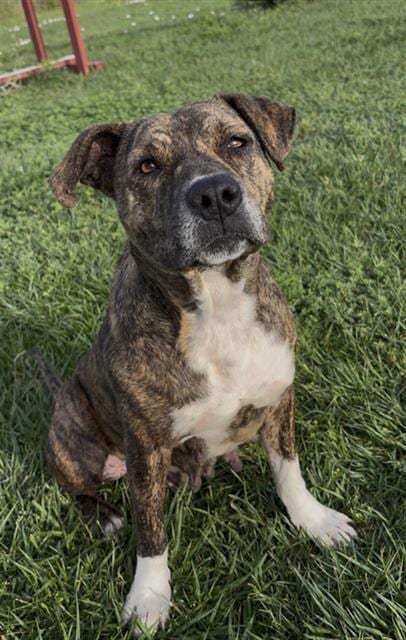 Photo of Peppermint, adoptable Pit Bull Terrier in Rosenberg, Texas