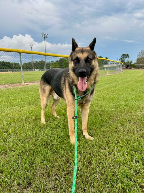Photo of Diego, adoptable German Shepherd Dog in Monticello, Mississippi