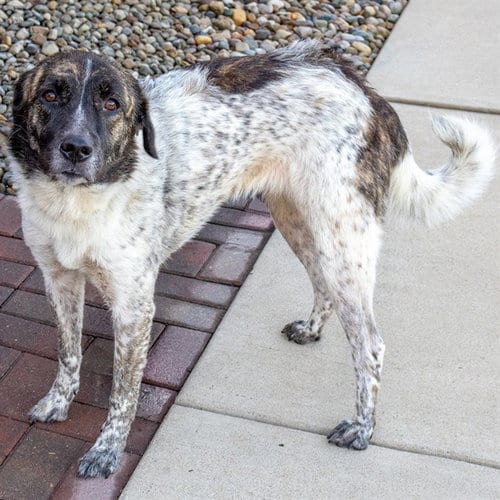 Photo of Sunshine, adoptable Plott Hound in Maryland, Missouri