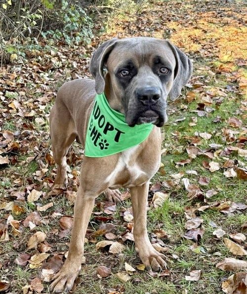 Photo of Beamer, adoptable Mastiff in Spring Lake, New Jersey
