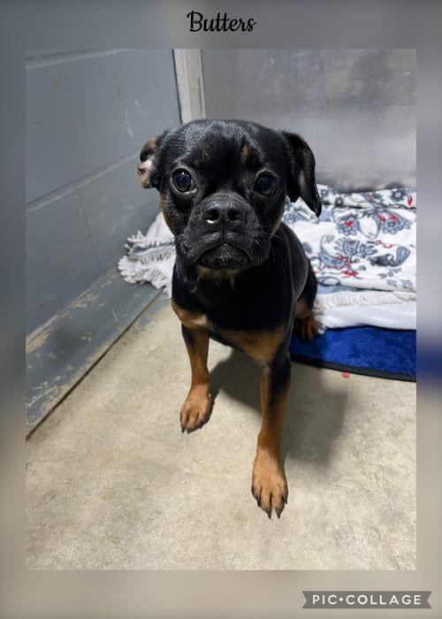 Photo of Butters, adoptable Brussels Griffon in Kewanee, Illinois