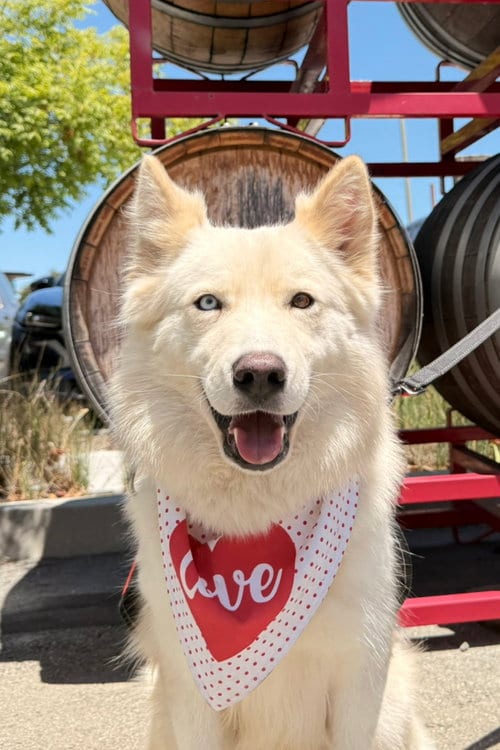 Photo of Renee, adoptable Siberian Husky in Walnut Creek, California