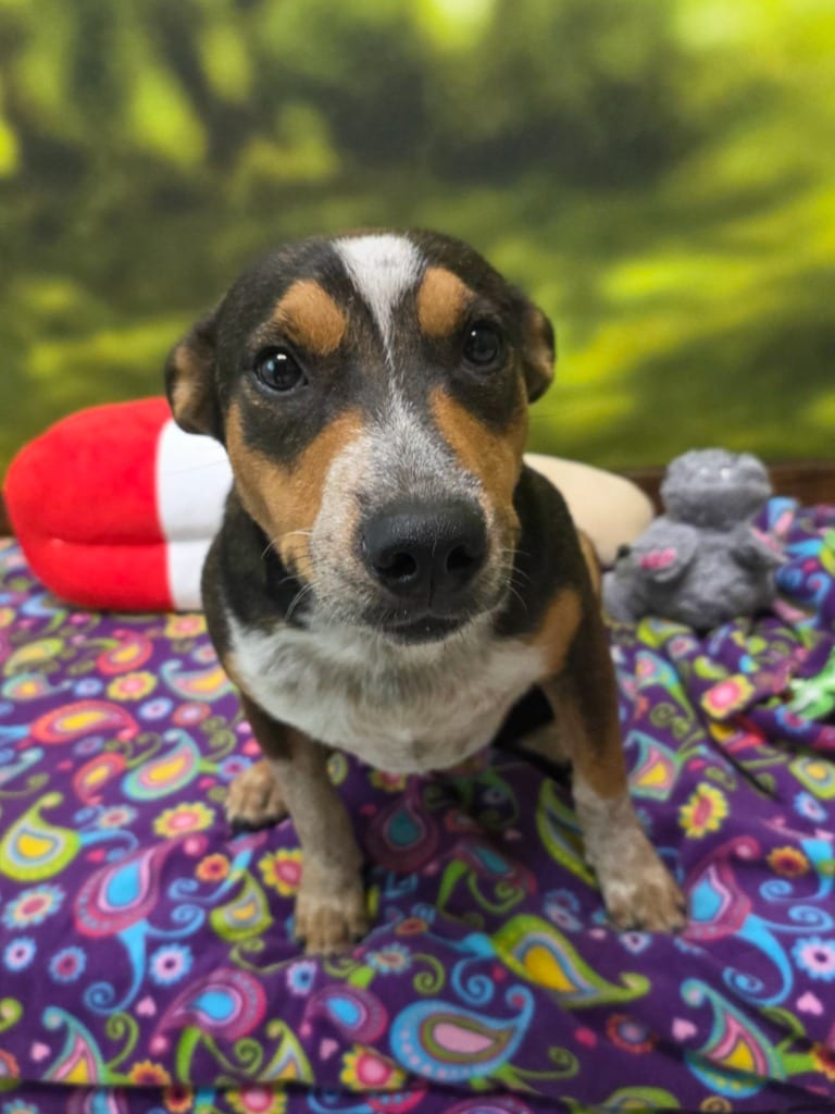 Photo of S'mores, adoptable Shepherd in Little Rock, Arkansas