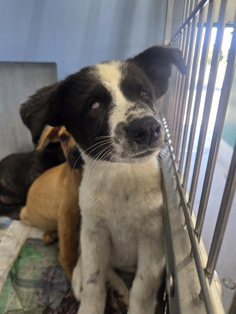 Photo of Aurora, adoptable Terrier in San Bernardino, California