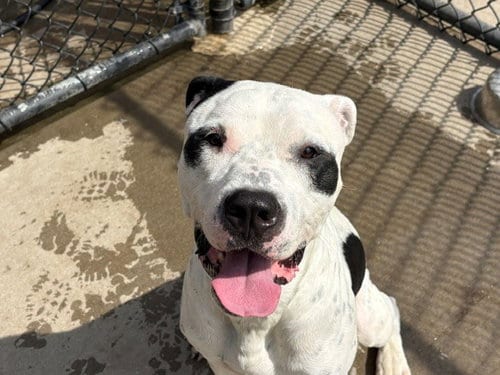 Photo of Just A Chill Guy, adoptable Pit Bull Terrier in Tulsa, Oklahoma
