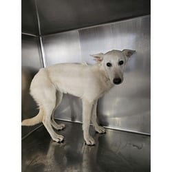Photo of Cricket, adoptable Shepherd (Unknown Type) in Jurupa Valley, California