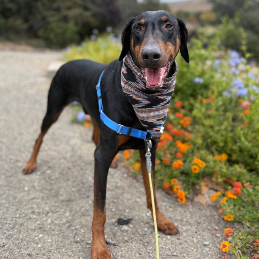 Photo of Curtis, adoptable Pinscher, Doberman / Mix in San Francisco, California