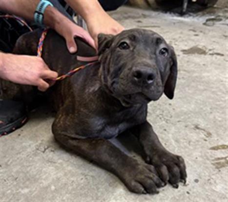 Photo of A886823, adoptable Cane Corso Mastiff in Camarillo, California