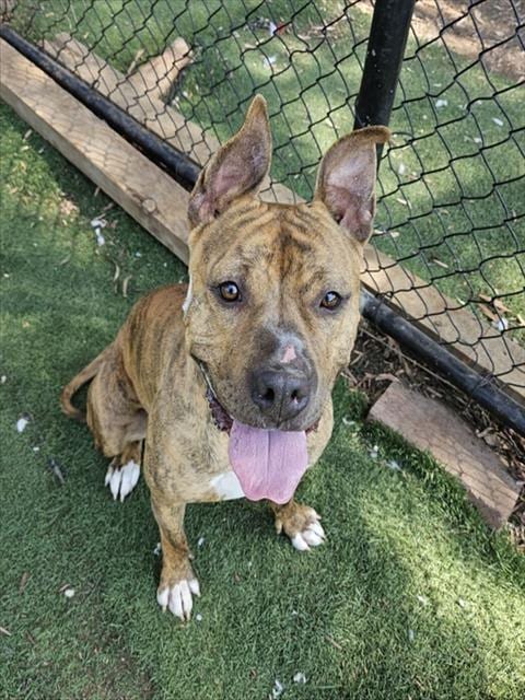 Photo of Kuromi, adoptable Boxer in Fremont, California