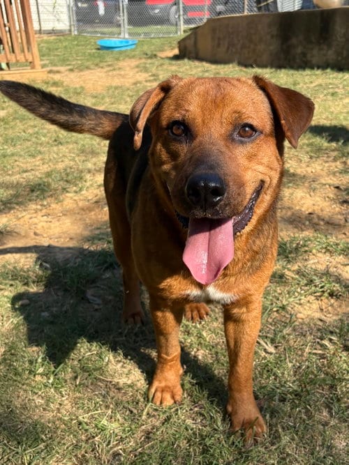 Photo of Megatron, adoptable Hound in Wetumpka, Alabama