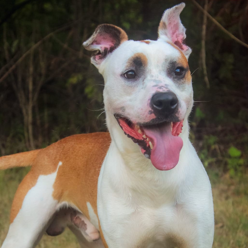 Photo of Buckcherry 96, adoptable Terrier, American Pit Bull in Canastota, New York