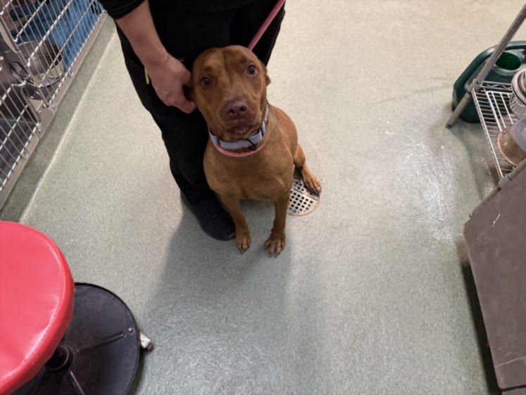 Photo of Apollo, adoptable Mixed Breed in Santa Fe, New Mexico