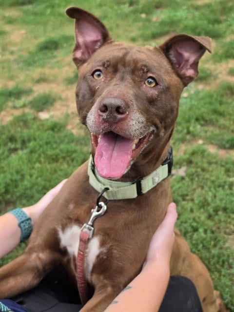 Photo of Wilma, adoptable Pit Bull Terrier in St Peters, Missouri