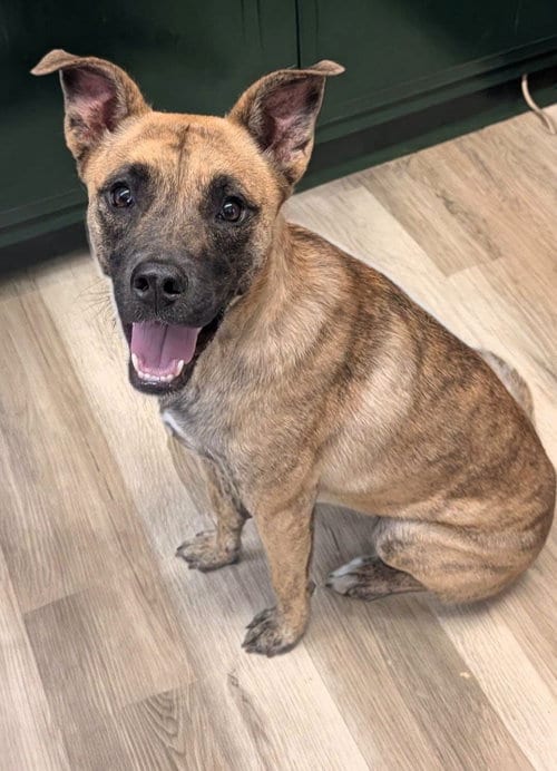 Photo of Madison- brindle beauty, adoptable German Shepherd Dog in Oakhurst, New Jersey