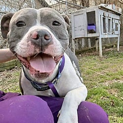 Photo of GiGi, adoptable American Pit Bull Terrier in East Hartford, Connecticut