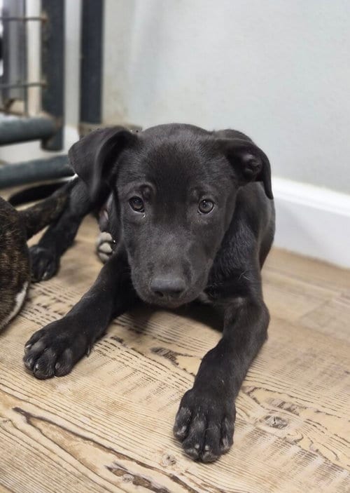 Photo of Delta, adoptable Labrador Retriever in Bolivar, Missouri