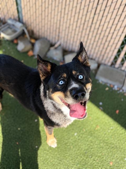 Photo of Apollo, adoptable Siberian Husky in Chula Vista, California