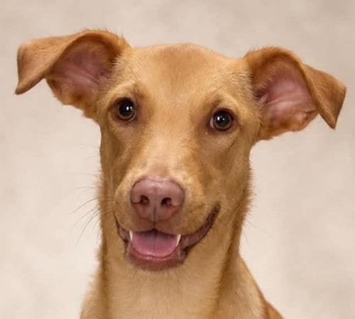 Photo of Daniela, adoptable Terrier in Canton, Connecticut