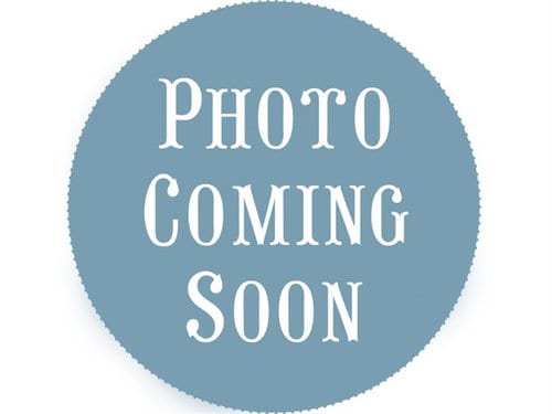 Photo of Nila, adoptable Bull Terrier in Ft Lauderdale, Florida
