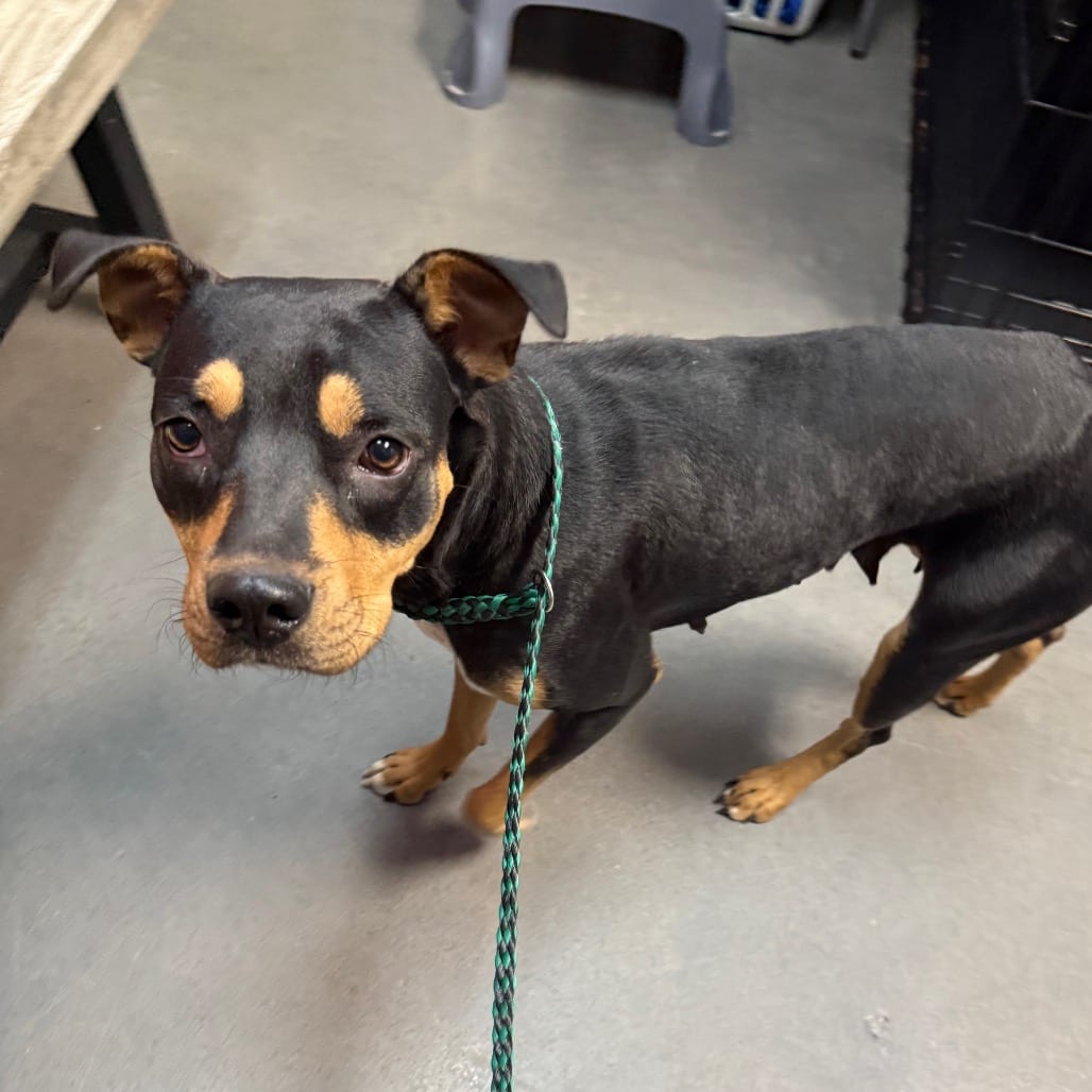 Photo of Aspen, adoptable Shepherd / Rottweiler in Normal, Illinois