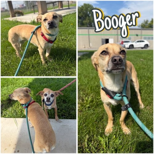 Photo of Booger, adoptable Chihuahua in Pierceton, Indiana