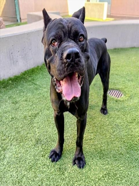 Photo of Troy Barrett, adoptable Cane Corso Mastiff in San Jose, California
