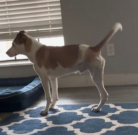 Photo of Clover, adoptable Labrador Retriever in Genesee, Wisconsin