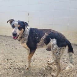 Photo of Pongo 1412, adoptable Australian Cattle Dog Mixed Breed (Medium) in Loxahatchee, Florida