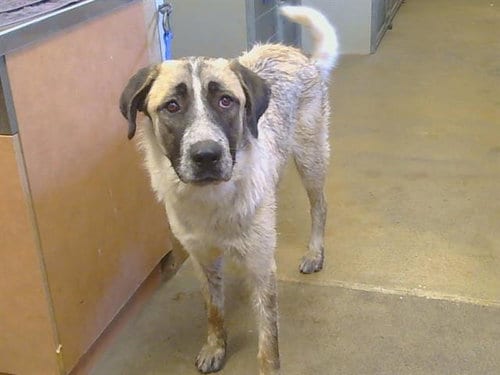 Photo of Lady, adoptable Anatolian Shepherd in Sacramento, California
