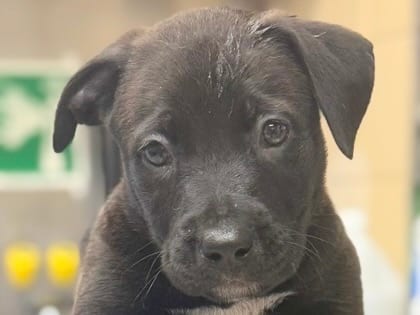 Photo of Andrina, adoptable dog in Georgetown, Texas