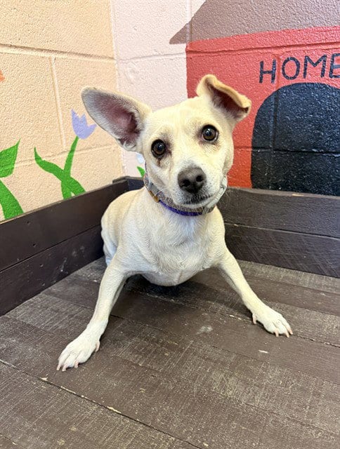 Photo of Jalapeno, adoptable Chihuahua in Castaic, California