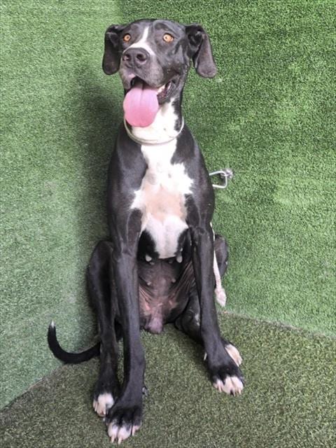Photo of Fiona, adoptable Great Dane in Lancaster, California