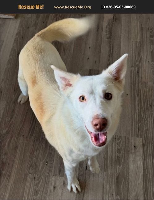 Photo of Annie, adoptable Australian Cattle Dog in Chandler, Arizona