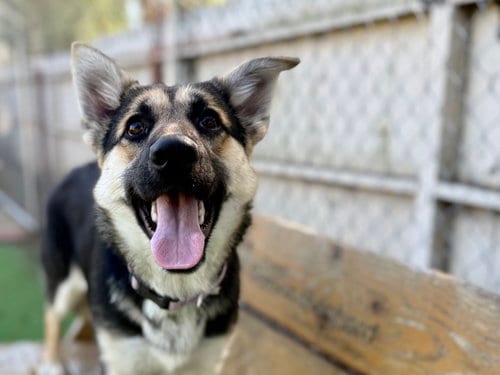 Photo of Julie, adoptable German Shepherd Dog in San Diego, California