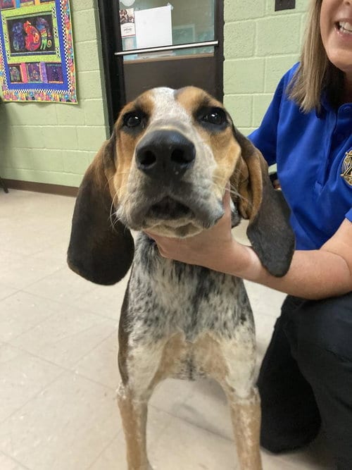 Photo of Domino, adoptable Hound in Burnsville, North Carolina