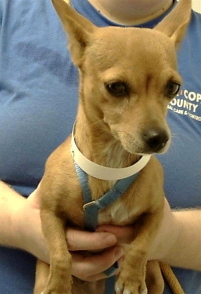 Photo of Muffin, adoptable Chihuahua in Mesa, Arizona