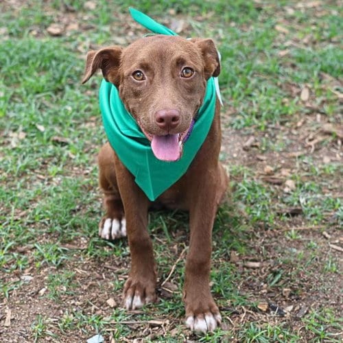 Photo of Madonna, adoptable American Staffordshire Terrier in San Antonio, Texas