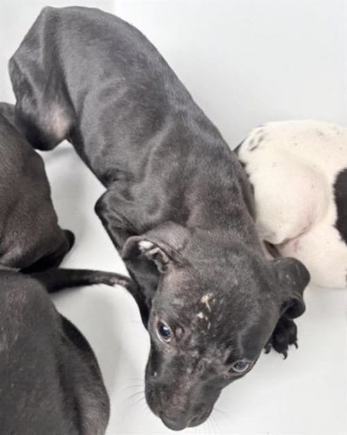 Photo of A661269, adoptable Pit Bull Terrier in Houston, Texas