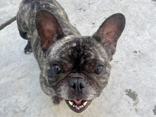 Photo of Vito, adoptable French Bulldog in Martinez, California